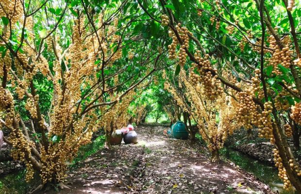 Phong Dien fruit garden